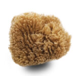 Eponge supérieure de méditerranée